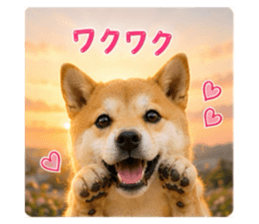 847367264