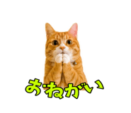 847369877