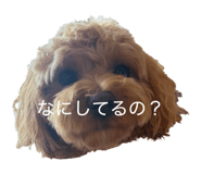847370554