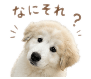 847370866