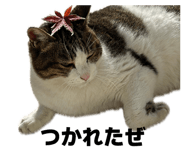 847376494