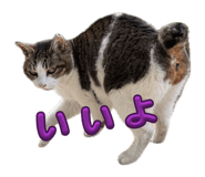 847376504