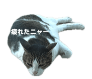 847376509