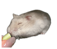 847378900
