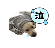 847379246