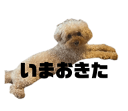 847384875