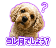 847386775