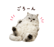 847408334