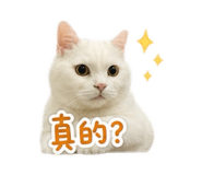 847410594