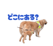 847414200