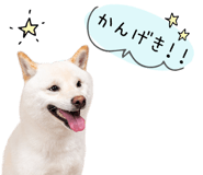 847428879