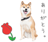 847429225