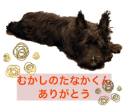 847440558