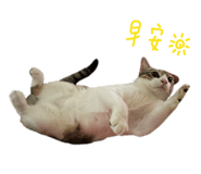 847441594