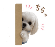 847443666