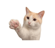847444624
