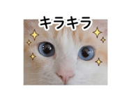 847444637