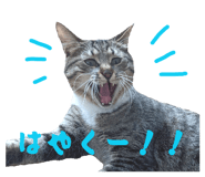 847448243