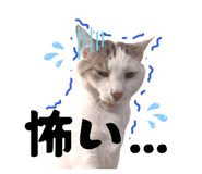 847448253
