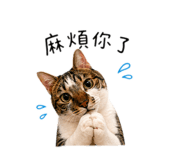 847450651
