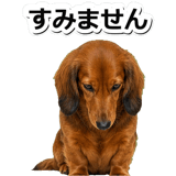 847451507