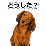 847451525