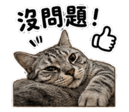 847453706