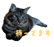 847457796