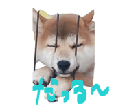 847488763