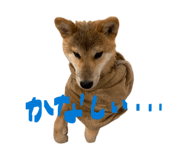 847488776