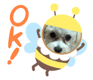 847504899