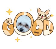 847504900