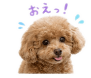 847507833