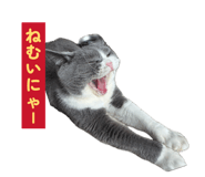 847508082