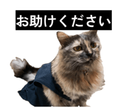 847530031