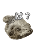 847546837