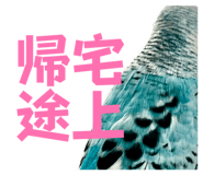 847550055