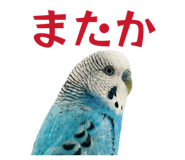 847550064