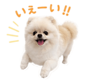 847572210