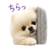 847572793