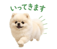 847572795