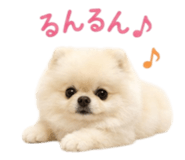 847572798