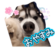 847575135