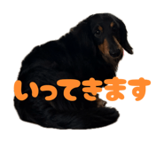 847587155