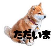 847587156