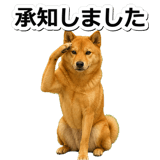 847630557