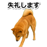 847630558