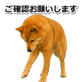 847630568