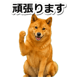 847630574