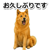 847630590